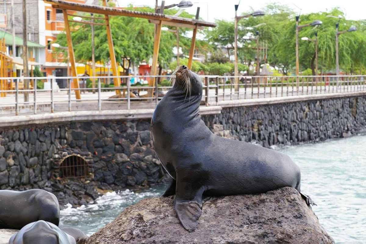 Un león marino descansa sobre una roca junto al muro del puerto.