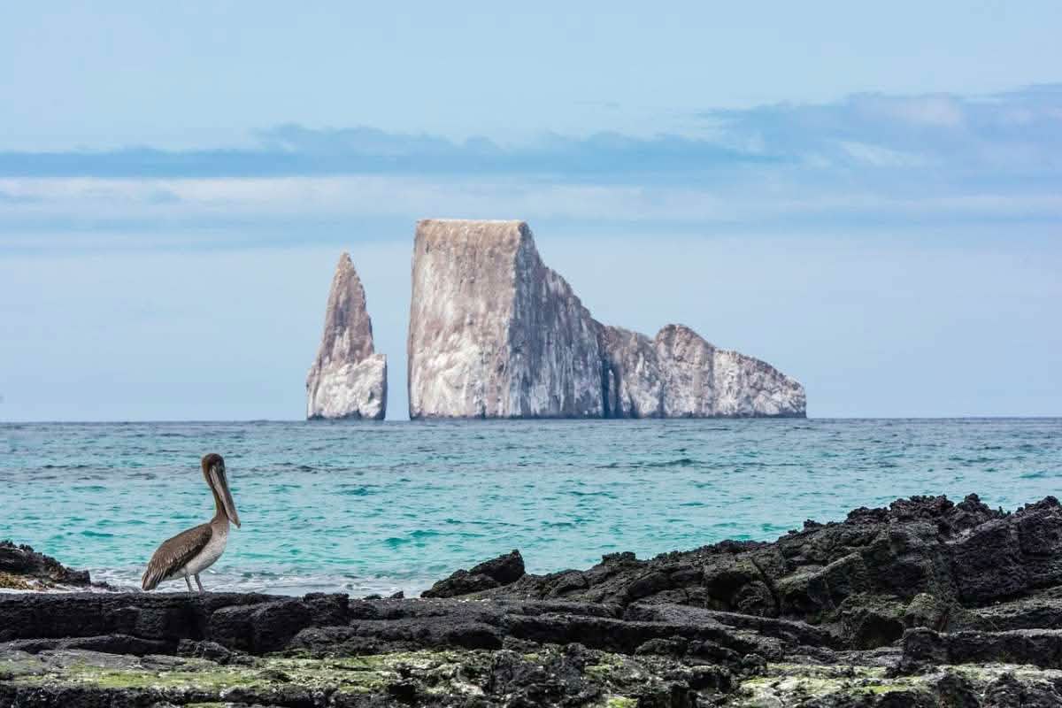 Un pelícano pardo se encuentra en una costa rocosa y oscura, frente a Kicker Rock, en el océano.