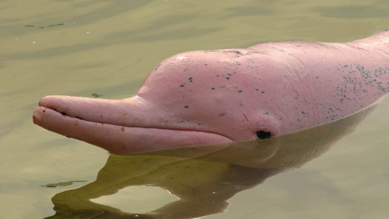 Un delfín rosado nada en el agua.