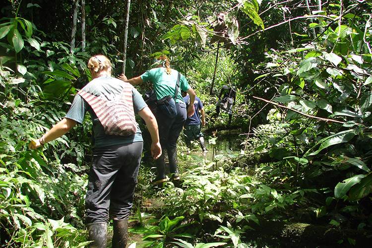 Un grupo de personas caminando por la jungla.