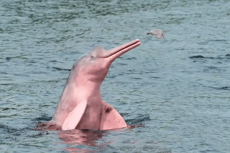 Un delfín rosado con un pico largo en el agua.