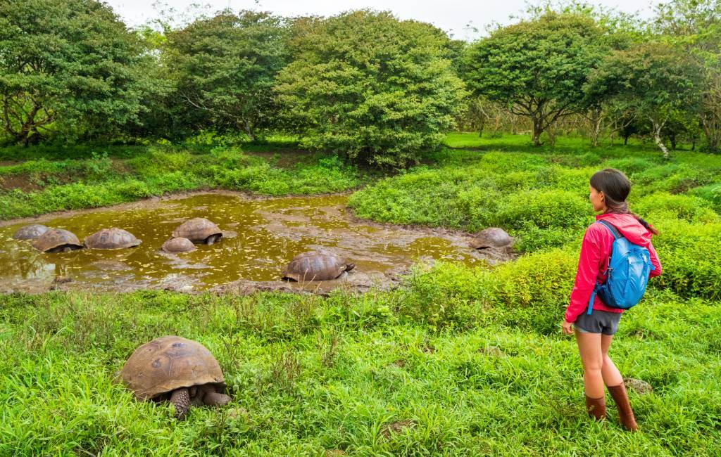 Una persona con una chaqueta roja observa tortugas gigantes en una zona cubierta de hierba cerca de un estanque fangoso rodeado de árboles.