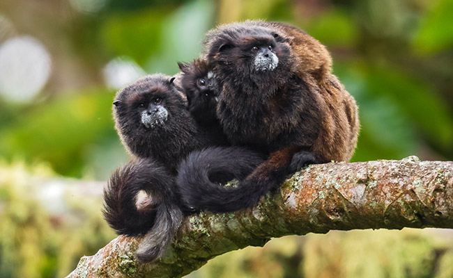 Un grupo de monos sentados en la rama de un árbol.