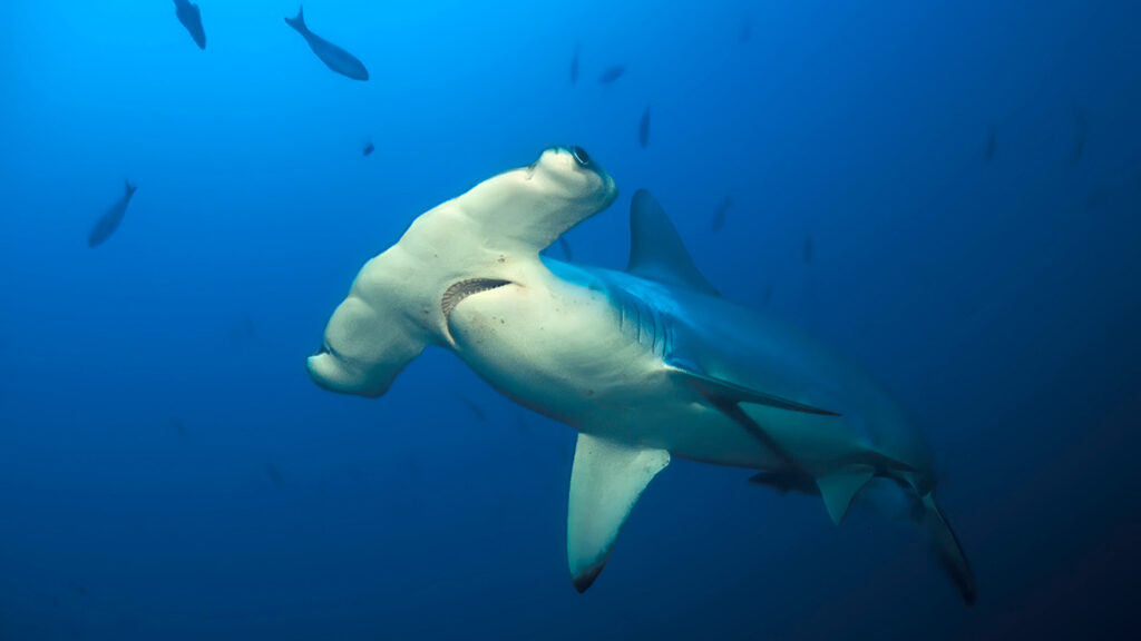 Un tiburón martillo nada en aguas azules abiertas, rodeado de varios peces más pequeños.