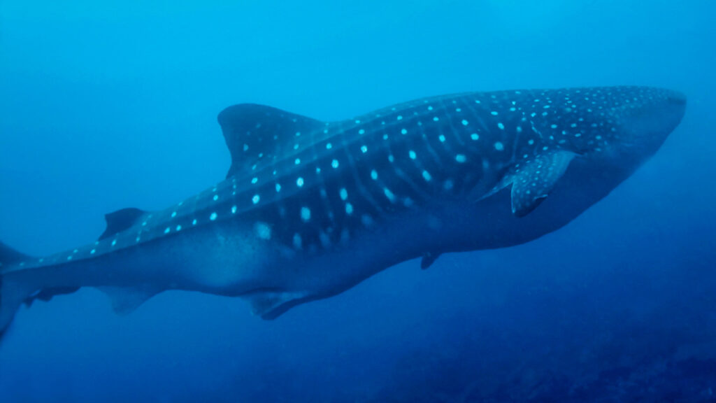 Un tiburón ballena nada bajo el agua, mostrando su gran tamaño, su cabeza plana y sus características manchas blancas sobre un fondo azul.