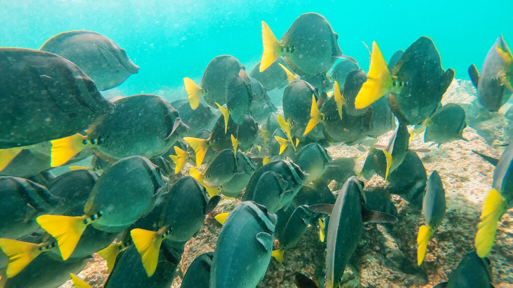 Un gran banco de peces de cuerpo oscuro y cola amarilla nada junto bajo el agua sobre un fondo marino rocoso.