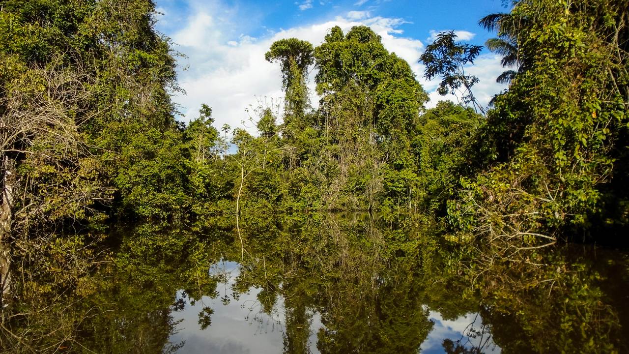 Un río tranquilo y reflectante rodeado de una densa y verde selva tropical bajo un cielo azul con nubes dispersas.