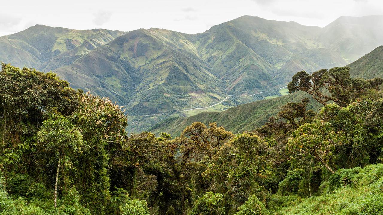 Una vista de un exuberante valle verde con montañas al fondo.