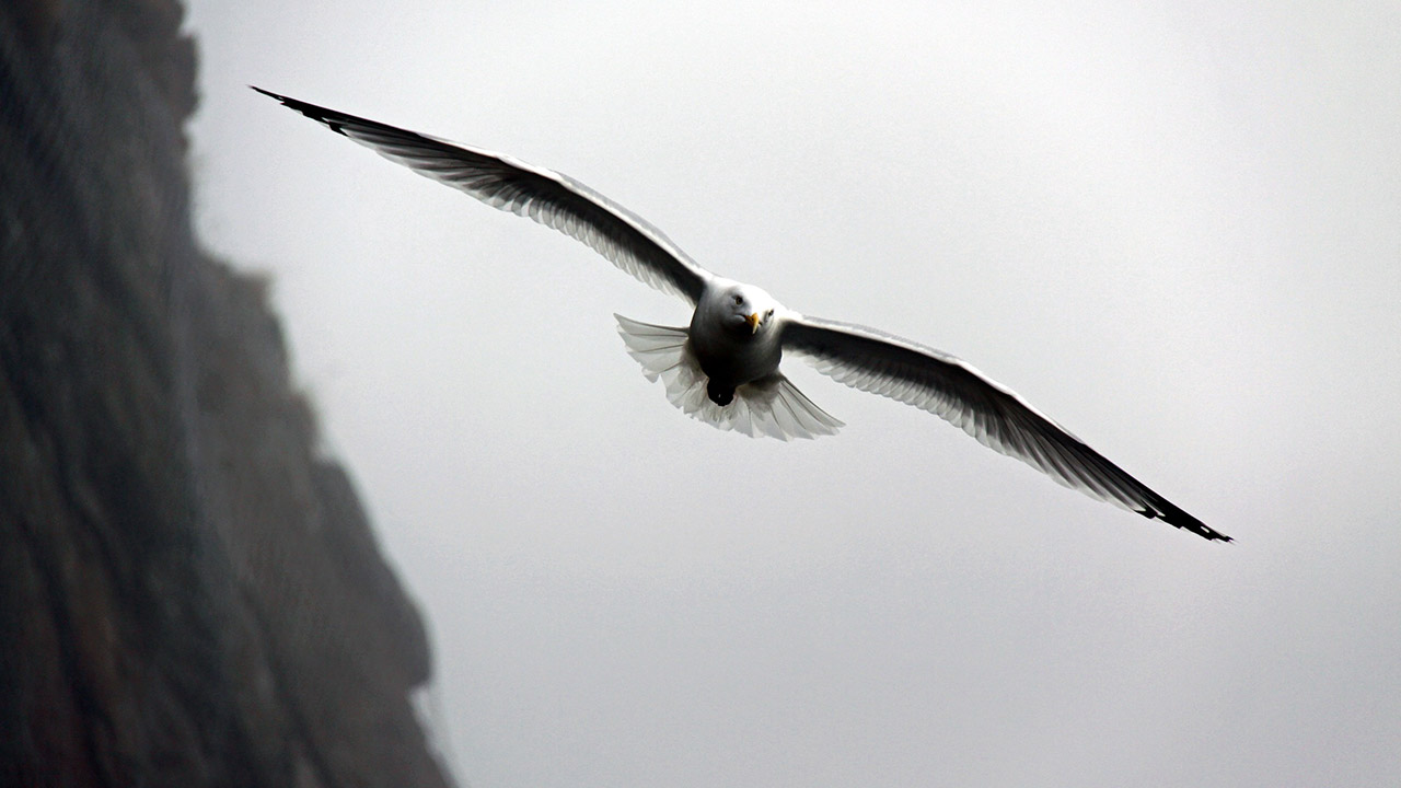 A bird flying over a cliff.