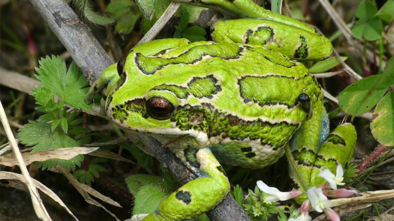 Una rana verde sentada en una rama en la hierba.