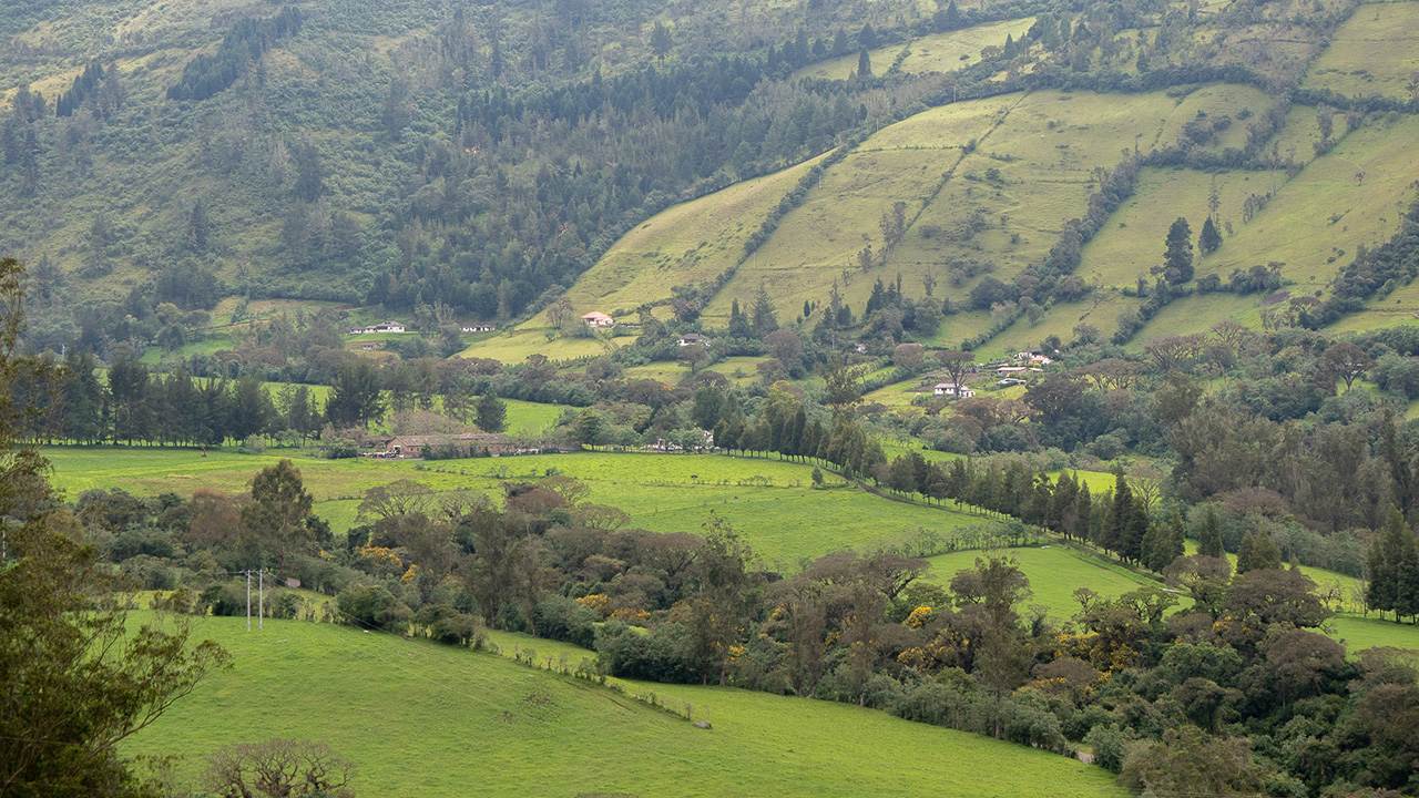 Colinas verdes onduladas con árboles dispersos y pequeñas casas en un paisaje rural.