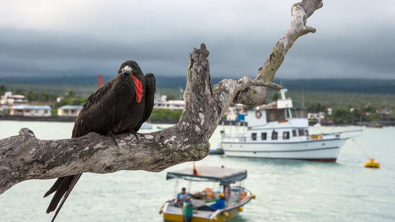 Una fragata con una mancha roja en la garganta se posa en la rama de un árbol sobre el agua, con barcos y una ciudad visibles al fondo.