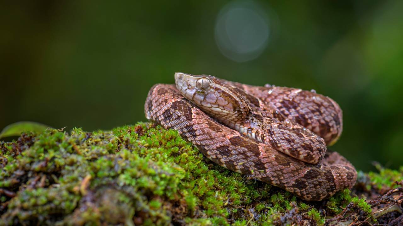 Una serpiente marr&oacute;n con un cuerpo estampado est&aacute; enrollada sobre una superficie cubierta de musgo sobre un fondo verde borroso.