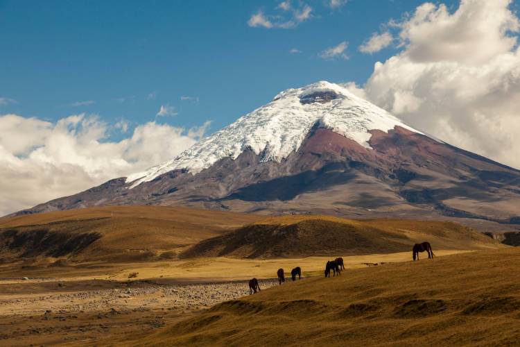 Los caballos pastan frente a una monta&ntilde;a cubierta de nieve.