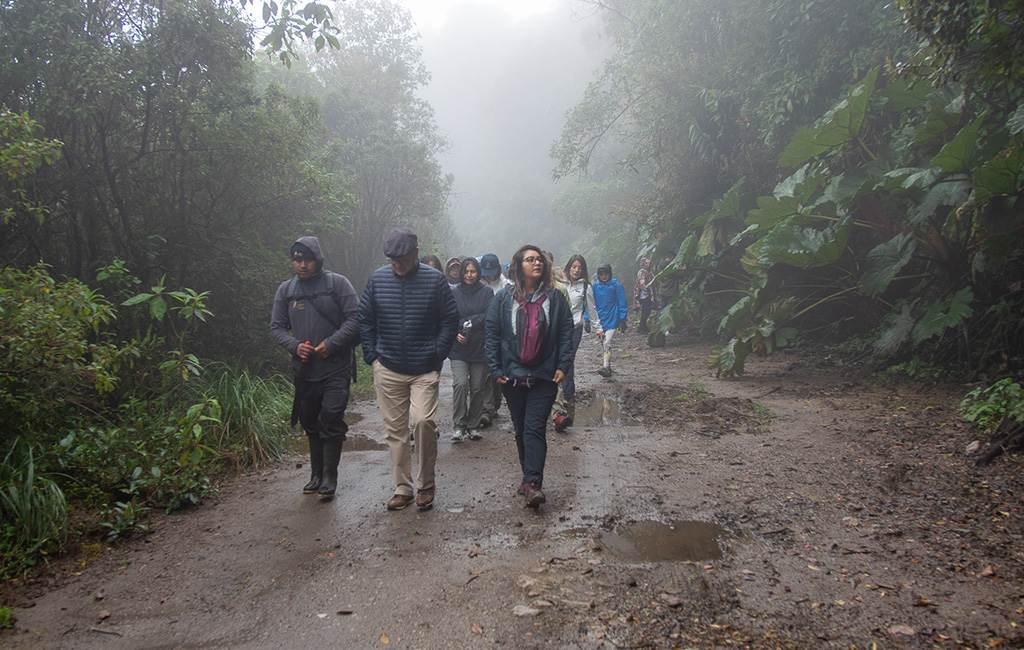 Un grupo de personas con chaquetas camina por un sendero forestal brumoso, rodeado de un denso follaje verde.
